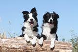 BORDER COLLIE 176